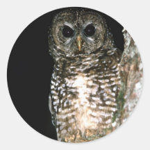 Autocollant d'oiseau de hibou