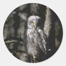 Autocollant d'oiseau de hibou