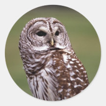 Autocollant d'oiseau de hibou
