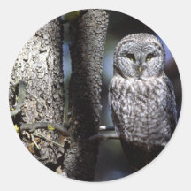 Autocollant d'oiseau de hibou