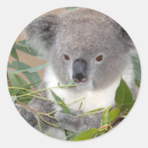 Autocollant d'ours de koala