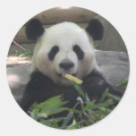Autocollant d'ours panda