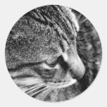 Autocollant noir et blanc de photographie de chat