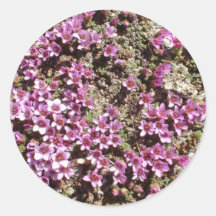 Autocollant pourpre alpin suisse de fleur de saxif