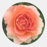 Autocollant rose de corail