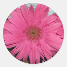 Autocollant rose de gerber