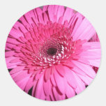 Autocollant rose de marguerite de Gerber