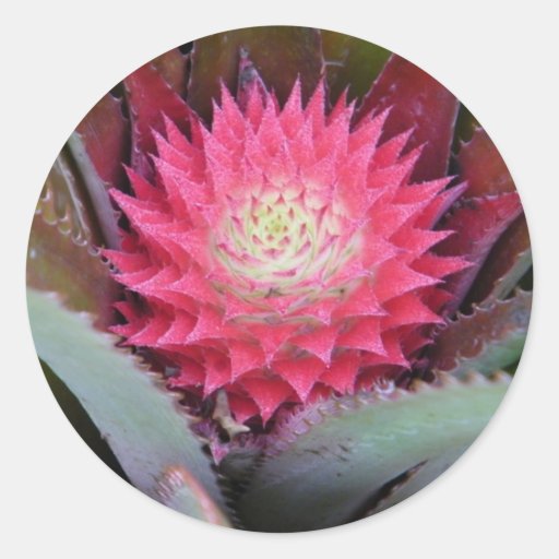 Autocollant rouge d'ananas de bébé