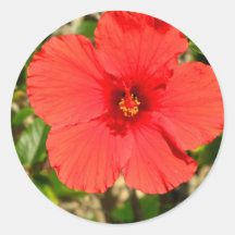 Autocollant rouge de fleur de ketmie