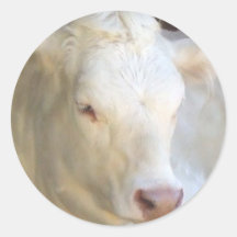Autocollants blancs de vache