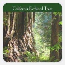 Autocollants d'arbres de séquoia de Californie