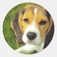Autocollants de beagle