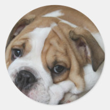Autocollants de bouledogue de sommeil