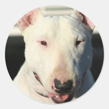 Autocollants de bull-terrier