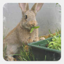 Autocollants de lapin de lapin