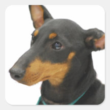 Autocollants de Manchester Terrier