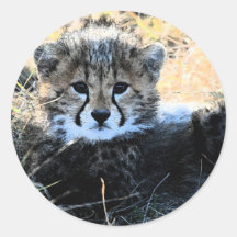 Autocollants de petit animal de guépard