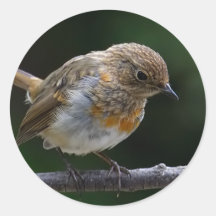 Autocollants de Robin
