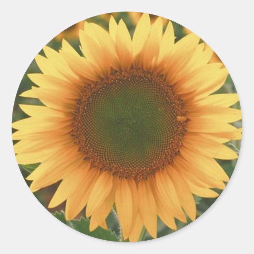 Autocollants de tournesol