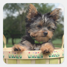 Autocollants de Yorkie