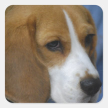 Autocollants mignons de beagle