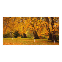 Automne en parc photocarte personnalisée