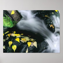 Automnes de Mammoth Mountain Posters