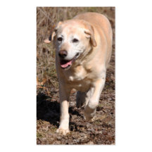 AVANT JÉSUS CHRIST labrador retriever jaune aime l Modèles De Cartes De Visite