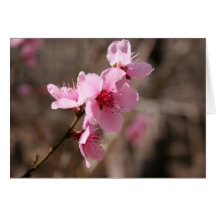 Azalée de floraison cartes de vœux