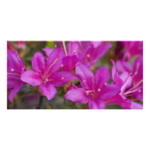 Azalée magenta DSC1724 Modèle Pour Photocarte