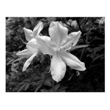 Azalées/rhododendrons dans B&W Cartes Postales