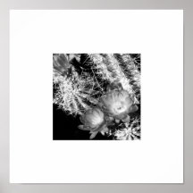 B&W Blooming Cactus White Border Print