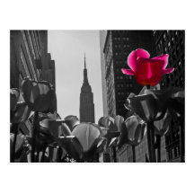 B&w de tulipes de NY + Carte Postale