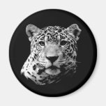 B&W Jaguar Aimant