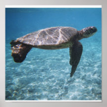 Bain avec l'affiche de tortue