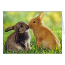 Baiser de lapin carte de vœux