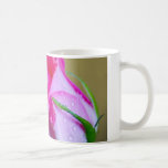 Baisers de baisse de pluie de nature sur le rose d tasse