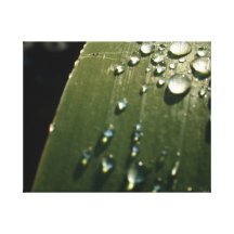 Baisses de pluie sur la feuille toiles tendues