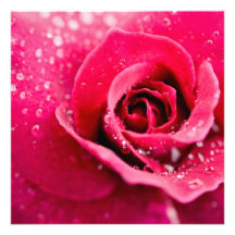 Baisses de rosée aux invitations roses