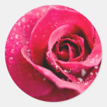 Baisses de rosée sur les autocollants roses