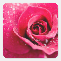 Baisses de rosée sur les autocollants roses