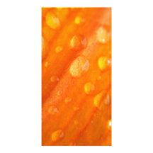 Baisses sur la fleur orange lumineuse photocarte