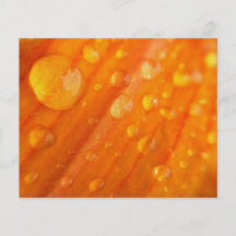 Baisses sur la fleur orange lumineuse prospectus personnalisés