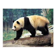 Balade de panda cartes postales
