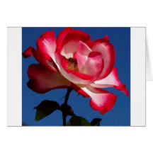 Balboa-parc-roses picoseconde LARGE.jpg Cartes De Vœux