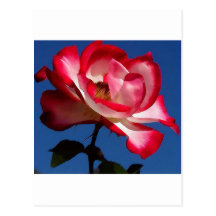 Balboa-parc-roses picoseconde LARGE.jpg Cartes Postales