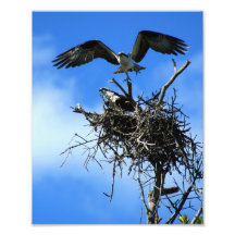 Balbuzard sur le nid impressions photographiques