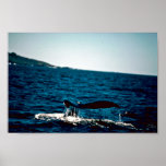 Baleine de bosse, Mexique Affiche