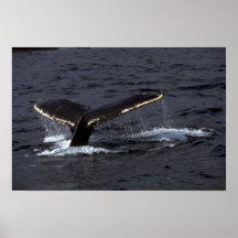 Baleine de bosse retentissant (flets de queue) /Gl Posters