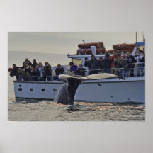Baleine observant vers le haut de la copie étroite poster